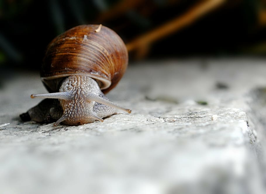 snail, shell, gastropod, grimace, nature, one animal, animal shell, animal themes, animals in the wild, slimy