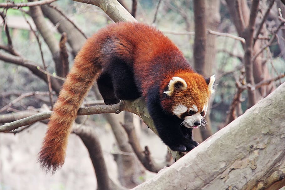 rojo, panda, escalada, rama, adorable, pandas rojos, sichuan, blanco y negro, animal nacional, base de investigación