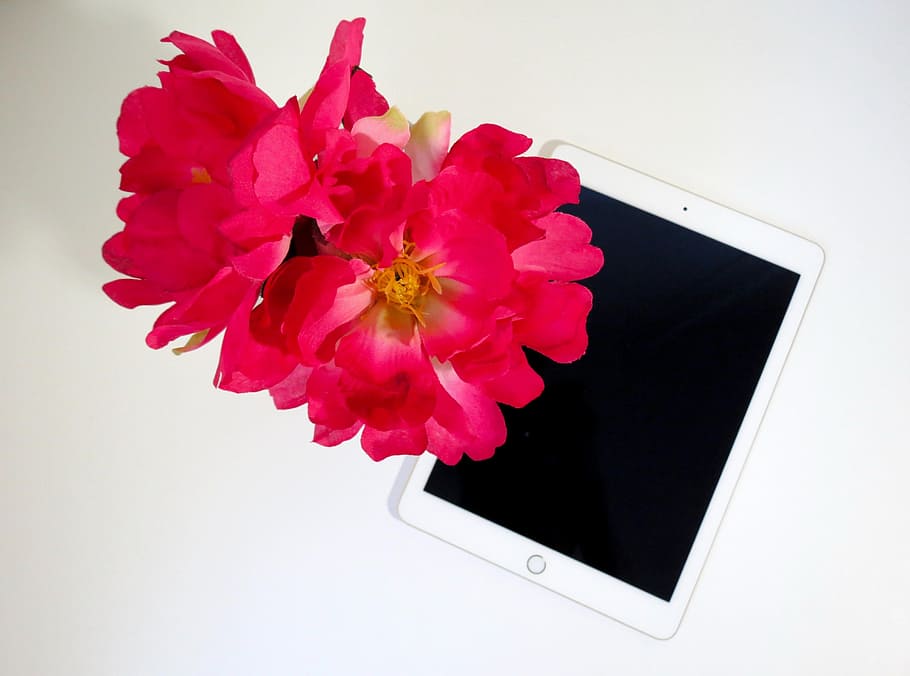 ipad plateado, negro, pantalla, al lado, rojo, flores de pétalos, flor, rosa, tableta, flores rosadas