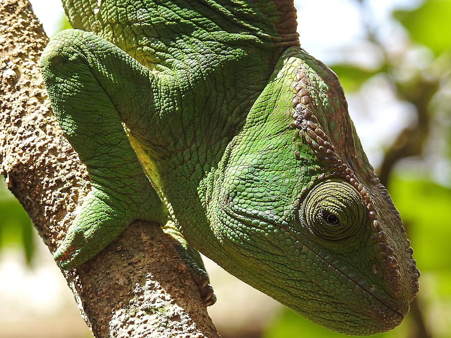 Растение хамелеон. Хамелеон на дереве. Рептилии в тропиках. Мадагаскар животные и рептилии. Хамелеон на дереве лицом.