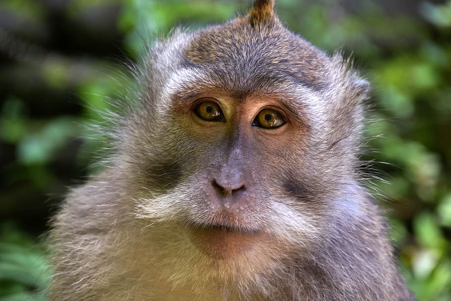 raso, fotografia com foco, cinza, macaco, Bali, Indonésia, Viagem, Ubud, floresta de macacos, natureza