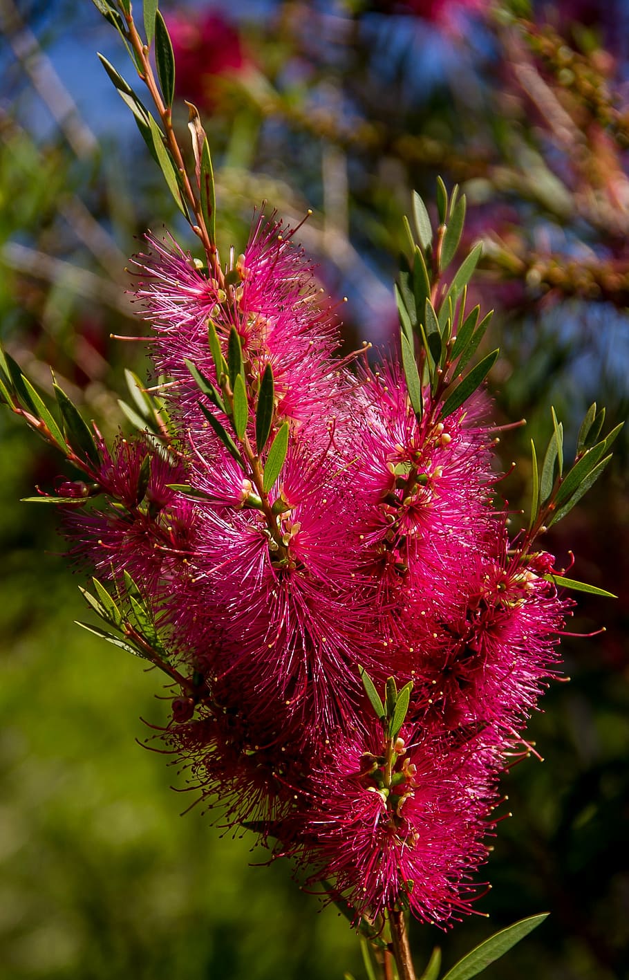 bottlebrush, flowers, callistemon, pink, bright, delicate, flora, native, garden, australia