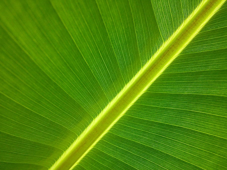 untitled, banana tree, garden, leaf, green color, plant part, backgrounds, full frame, close-up, leaf vein