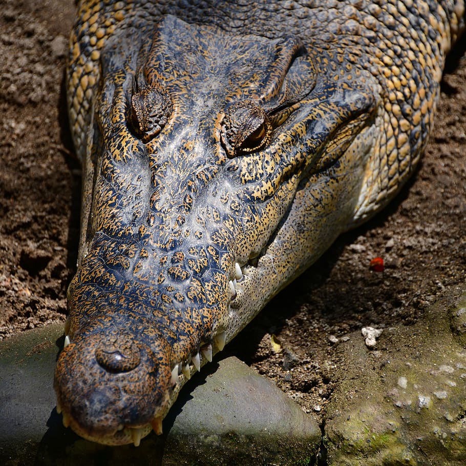 crocodile, alligator, reptile, eye, predator, water, dangerous, swamp, nature, wildlife