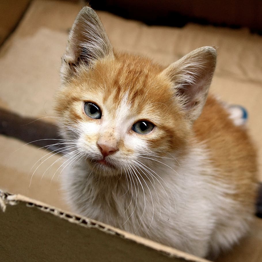 cat, kitten, morocco, ginger fur, box, homeless, animal themes, mammal, pets, animal