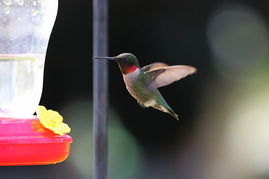 green, kingfisher, red, clear, plastic feeder, bird, blue, bokeh, flying, hummingbird