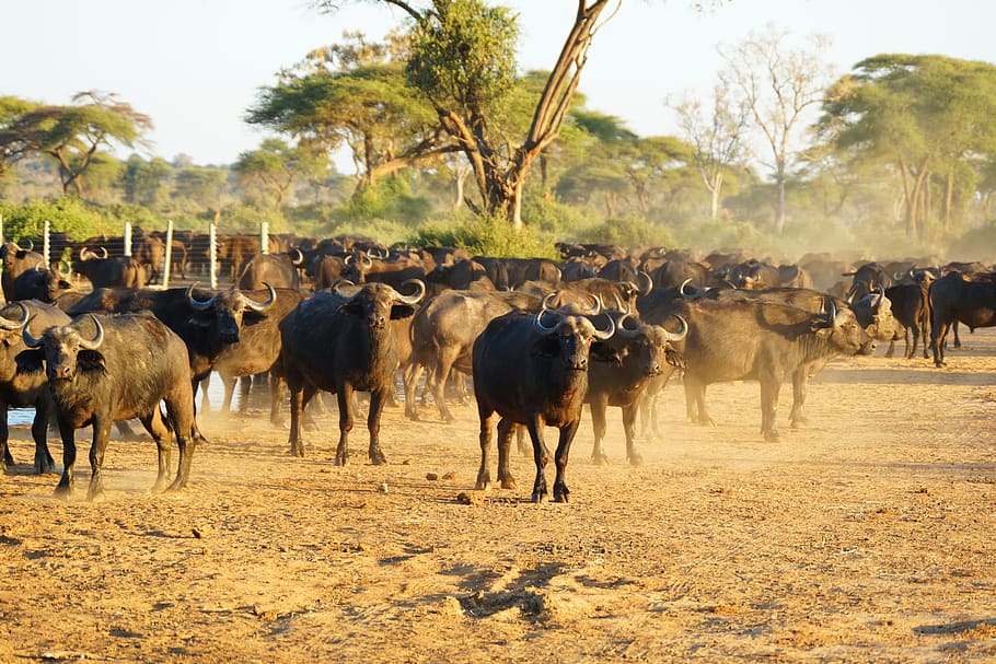 buffaloes, africa, wildlife, animal, safari, savanna, buffalo, animal themes, mammal, livestock