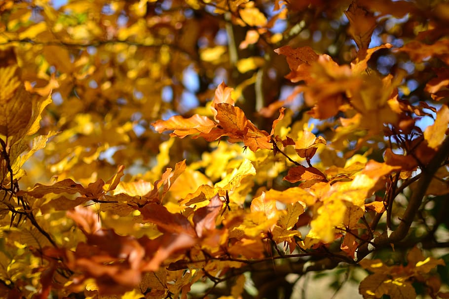 Придет осень золотая. Золотое дерево фото. Золотая осень ветки обвисают. Золотая ветка. Осень золотисто-чайного цвета.
