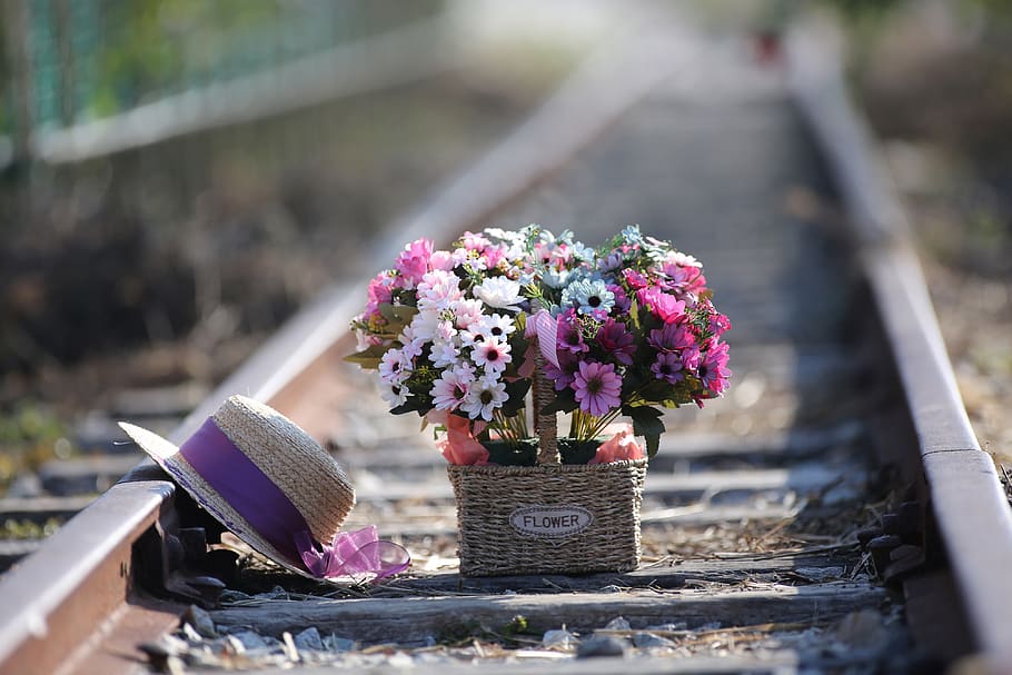 gujeolcho, fall, fall flowers, chrysanthemum, flowers, purple, railroad, railway, petal, flower wallpaper