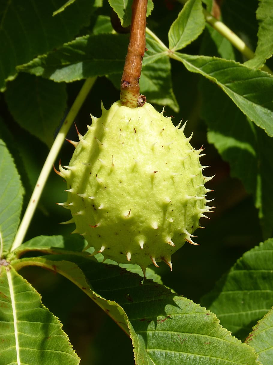 nut, skewer, thorny, walnut, spiked ball, growth, plant, leaf, green color, plant part