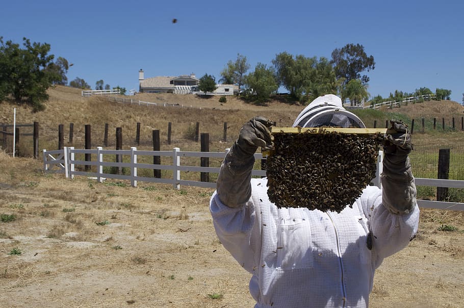 man, wearing, overalls, holding, beehive, honey, honeybee, honey jar, bee, insects