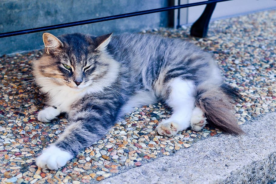brown, white, maine coon cat, laying, concrete, surface, japan, animal, cat, creature