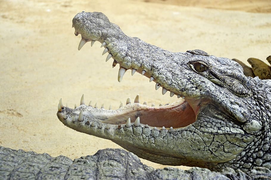 alligator open mouth, crocodile, lizard, africa, tooth, nature, reptile, animal themes, animal, animal wildlife