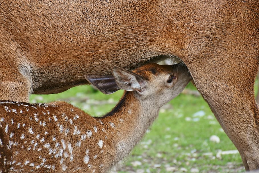 selective, focus photography, doe breastfeeding, roe deer, kitz, dam, suckle, drink, wild, forest
