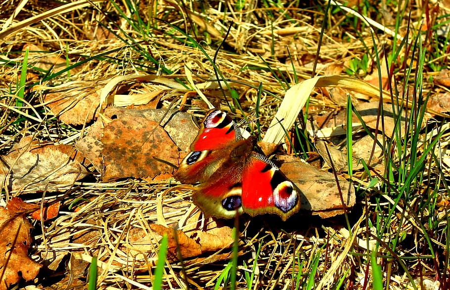 Butterfly, Ground, Admiral, on the ground, insect, spring, one animal, animal themes, animals in the wild, red