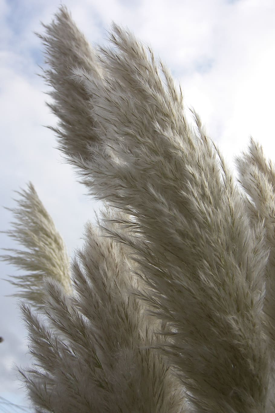 pampas, garden, white, plumes, nature, feather duster, plants, close-up, plant, sky