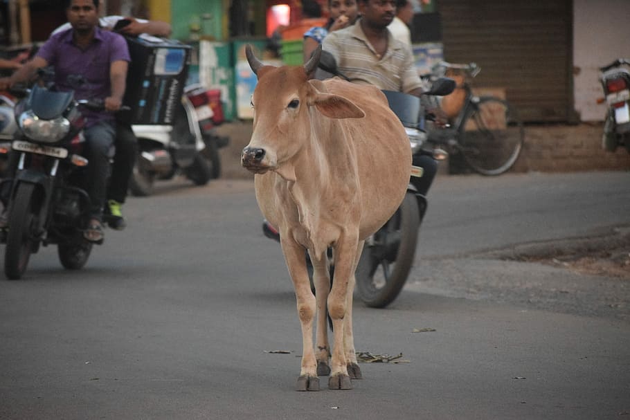 Vaca, calle, camino, ciudad, tráfico, problema, un animal, personas incidentales, temas de animales, equitación