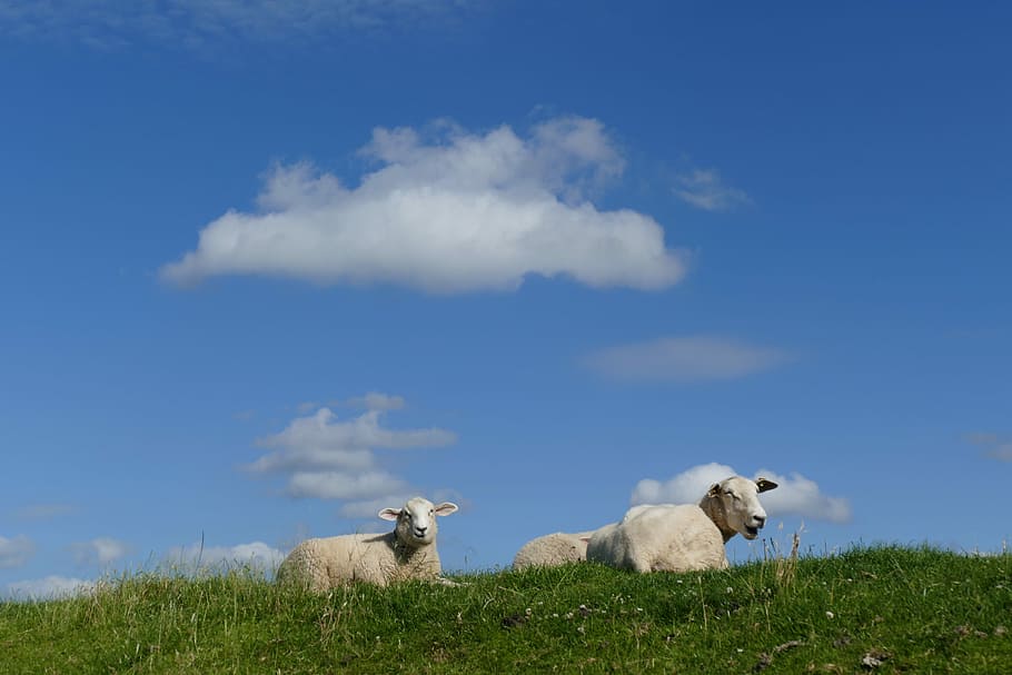 Sheep, Dike, Lamb, summer, schäfchen, grass, animals, wool, sky, blue