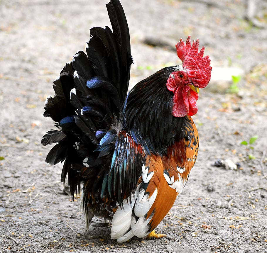 hahn, dwarf cock, small, colorful, color, animal, bright, little bird, gockel, came