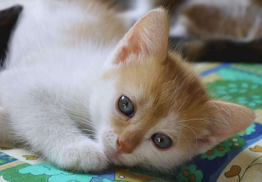 orange, white, kitten, green, textile, cat, domestic cat, pet, cute, close up