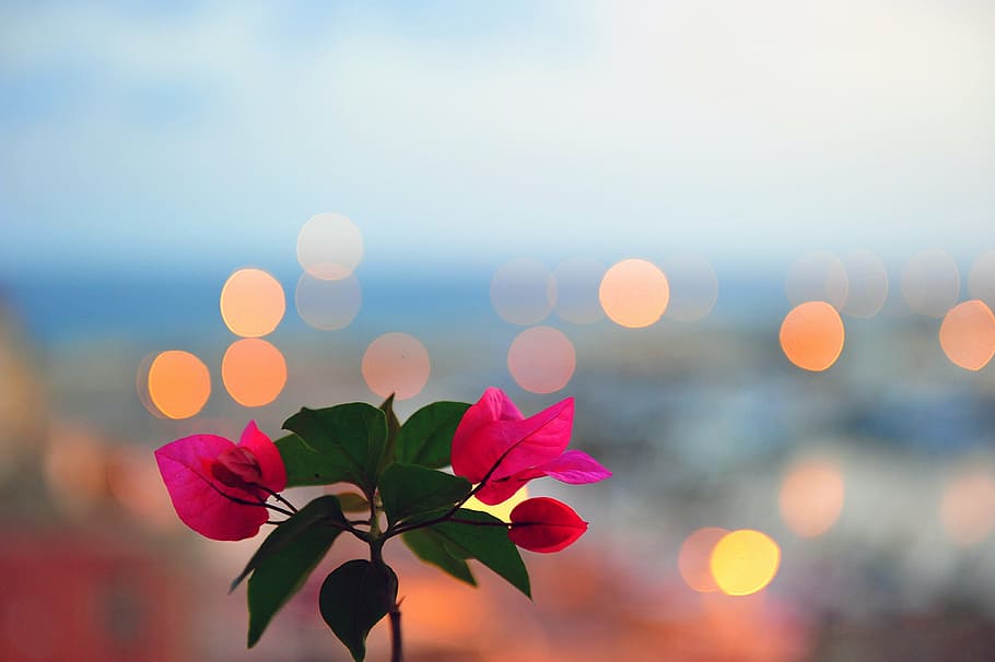 rosa, fotografía macro de buganvillas, flor, bokeh, telón de fondo, luces, floral, planta, naturaleza, parte de la planta