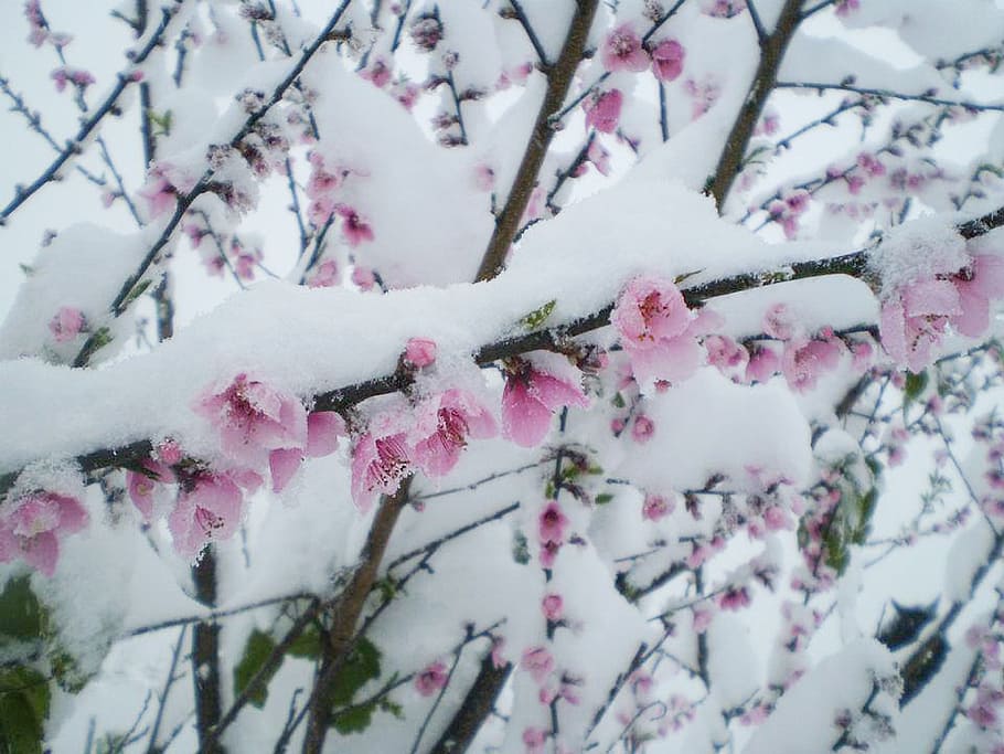 snow, flowers, peach, nevada, winter, cold temperature, plant, tree, beauty in nature, nature