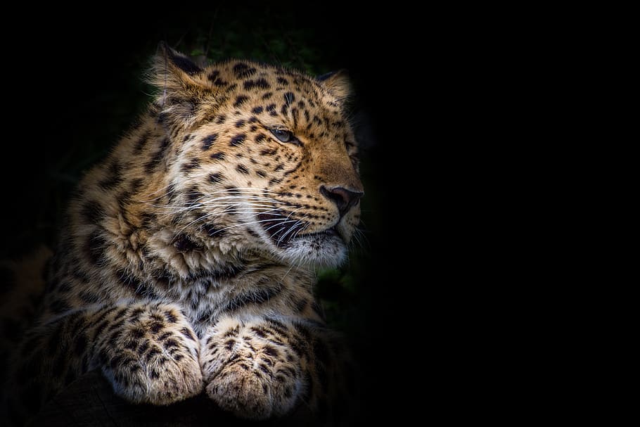 leopardo, gato grande, depredador, safari, África, Botswana, de cerca, desierto, retrato de animal, manchas