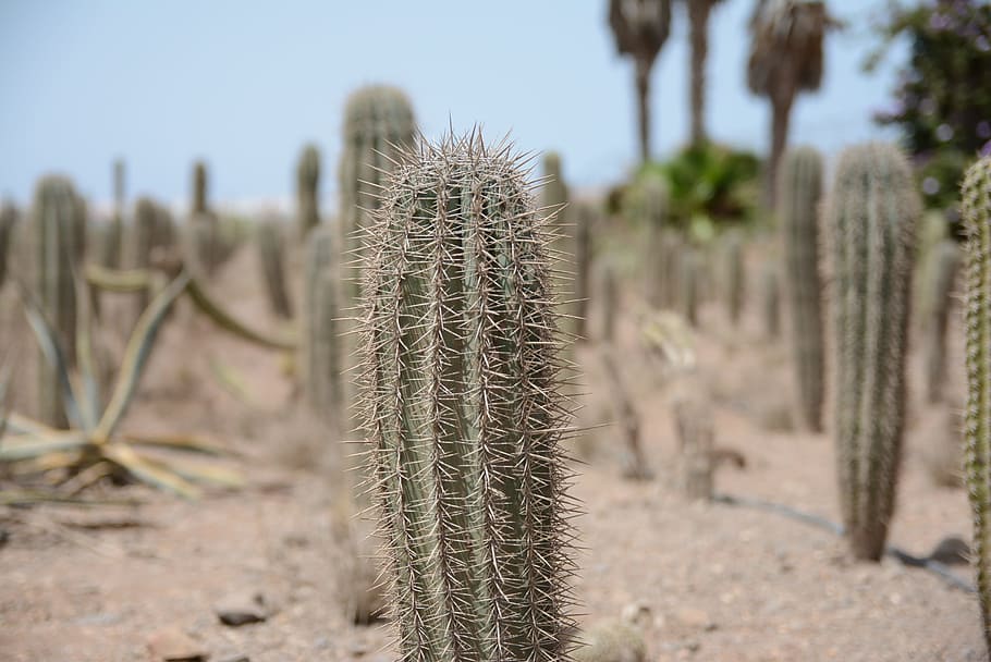 Cactus, Desierto, Planta, Espinoso, Caliente, Seco, Suculento, Naturaleza, Natural, Espina
