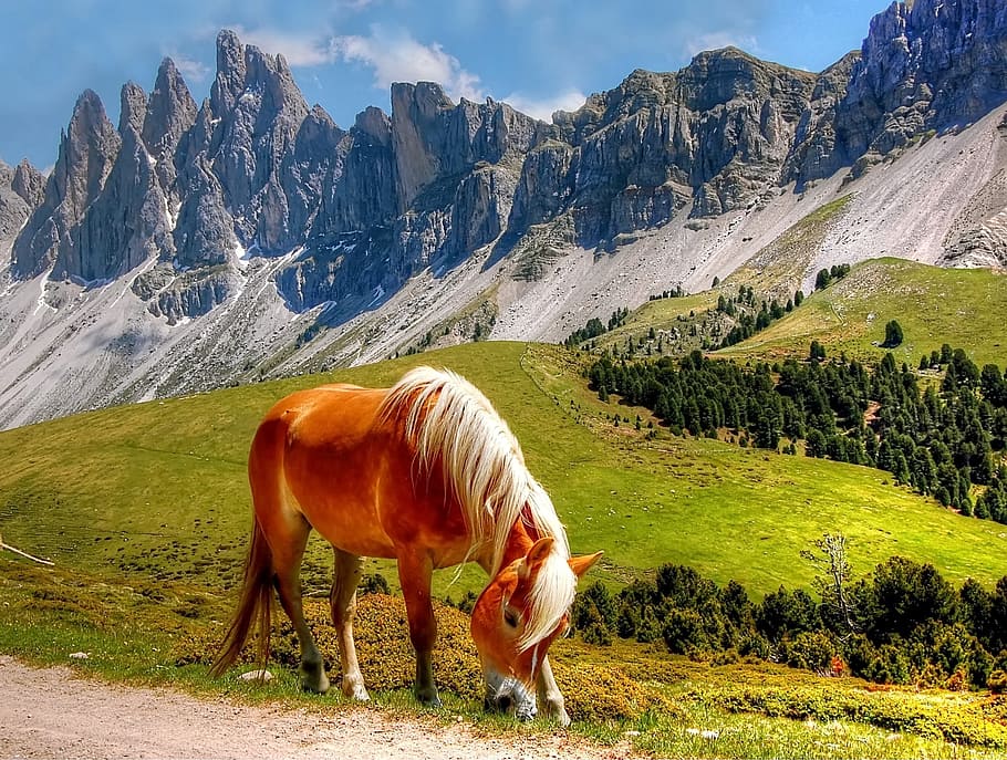 brown, white, horse, grass lawn, mountain, Dolomites, Mountains, South Tyrol, Italy, alpine