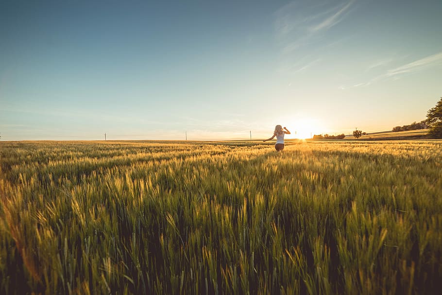 young, woman, Running, Wheat Field, Sunset, alone, cloudless, evening, fields, dom