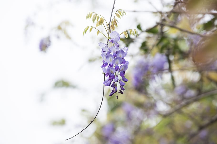 wisteria, spring, thriving, flower, plant, flowering plant, beauty in nature, freshness, purple, vulnerability