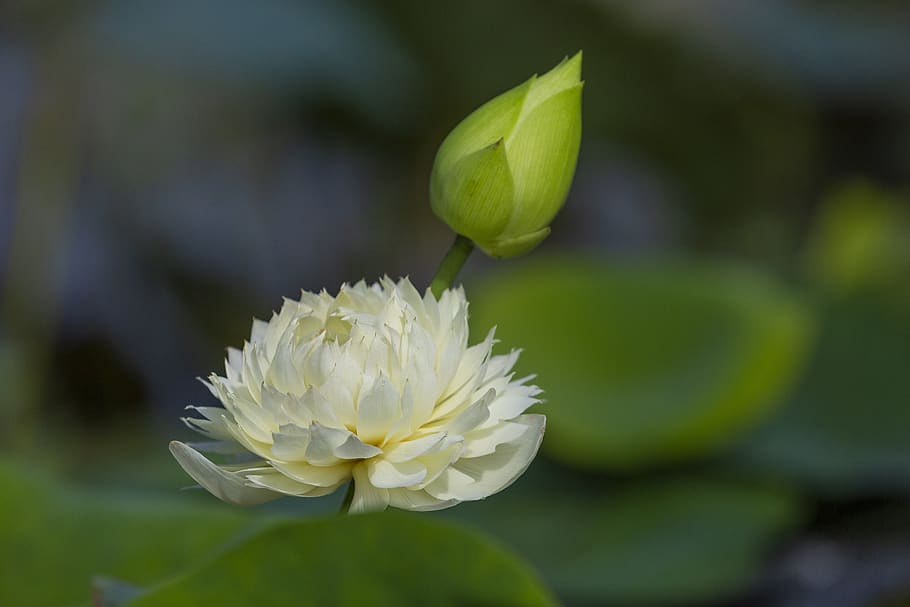 hanoi, lotus, viet, nam, flowering plant, flower, vulnerability, freshness, fragility, beauty in nature