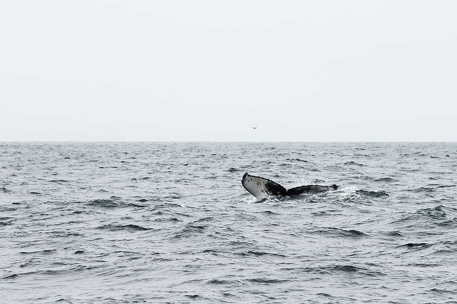 blanco, negro, aleta de ballena, grande, cuerpo, agua, ballena negra, aleta, cuerpo de agua, peces