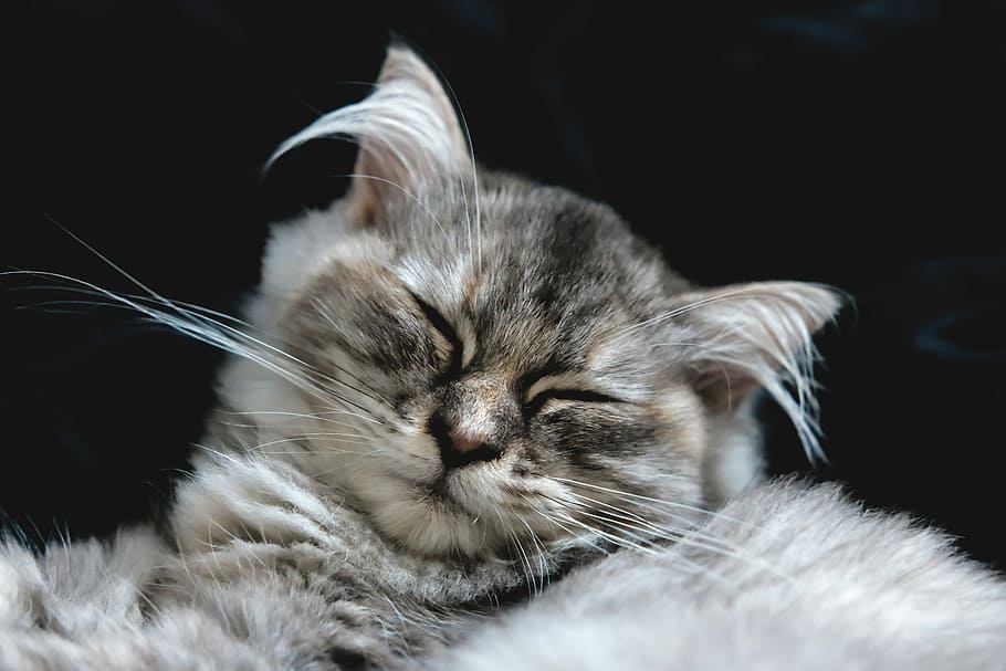 silver tabby cat, Cat, Persian, Cute, Pet, Animal, Kitten, pet, animal, kitty, feline