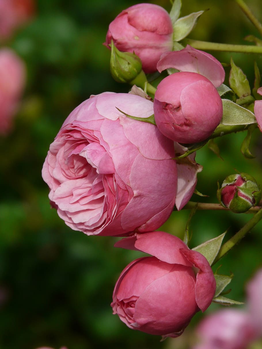 bunga mawar merah muda, mawar, merah muda, bunga mawar, kuncup mawar, kuncup, floribunda, pomponella, umbel, harum