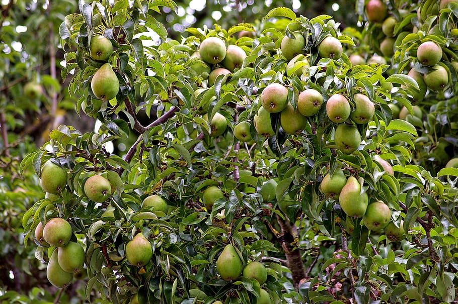 pears, pear, harvest, pome fruit, fruit, autumn, red, fruits, ripe, nature