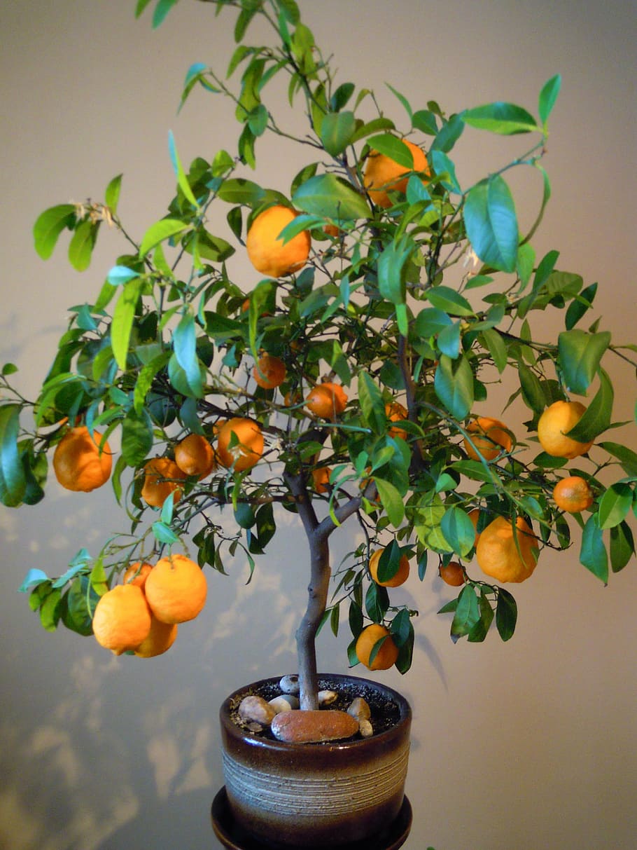 oranges, tree, flowerpot, plant, leaf, plant part, food and drink, nature, food, growth