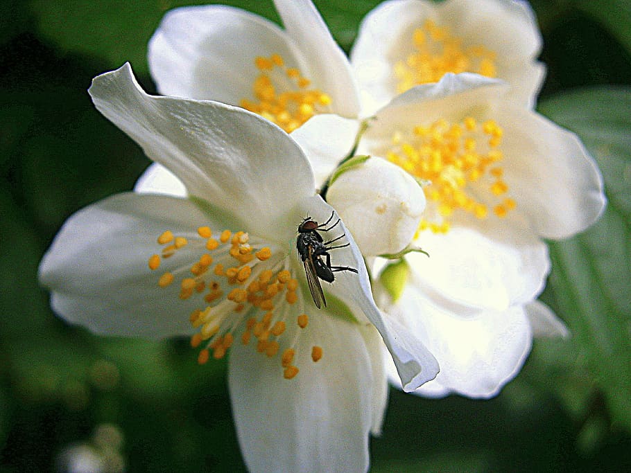 fly, summer jasmine, bauer jasmin, mock orange, jasmin, house fly, housefly, common house fly, insect, close