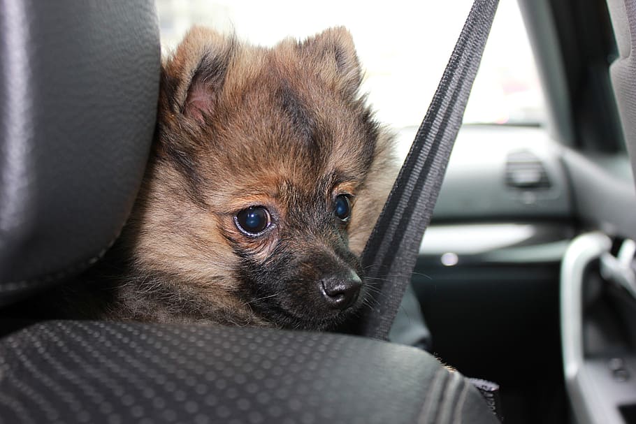 Pomerania, sobaka, animal, mascotas, coche, cinturón de seguridad, un animal, doméstico, temas de animales, mamíferos