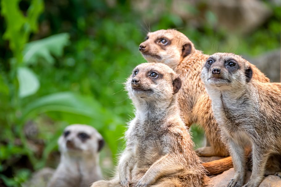 nature, animal world, meerkat, sit, vigilant, attention, animal, wild, group, pose