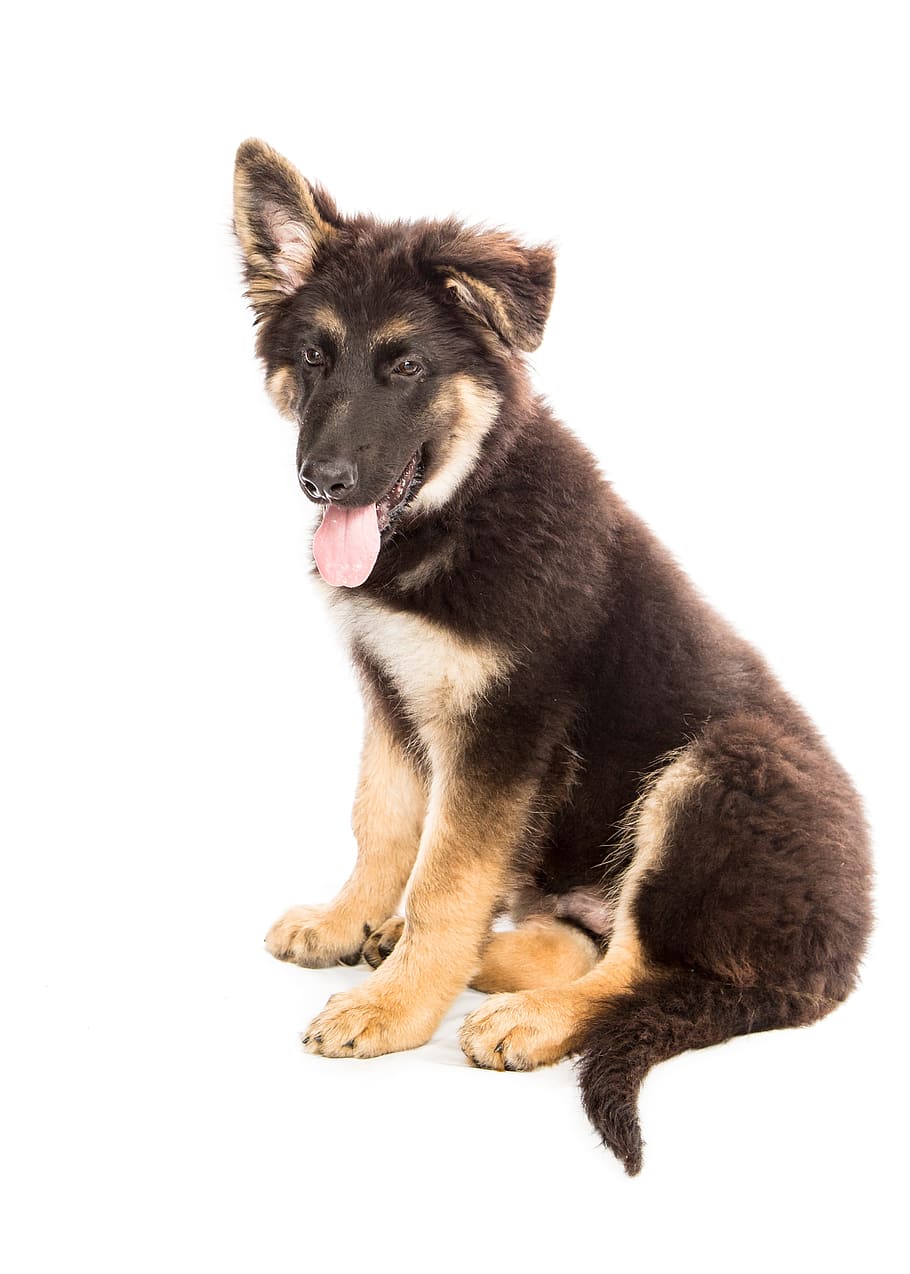negro, marrón, cachorro de pastor alemán, negro y marrón, pastor alemán, cachorro, perro, lindo, fondo blanco, mascotas