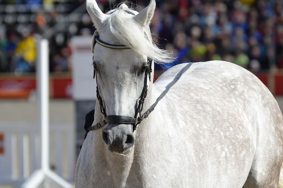 shallow, focus photography, white, horse, main and state stud marbach, stallion parade, arabs, mold, thoroughbred arabian, horse head