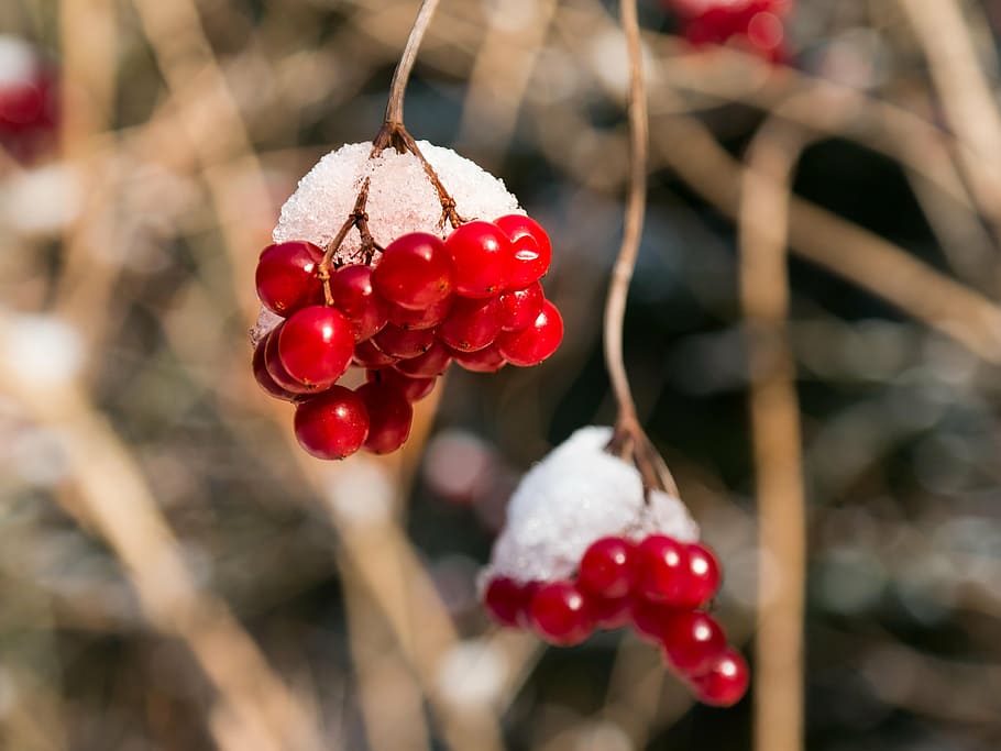 macro photography, red, cherries, berries, winter, snow, hood, common snowball, viburnum opulus, blood berry