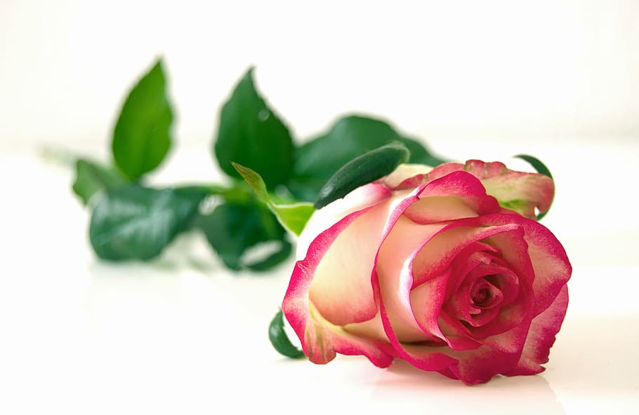 vermelho, branco, rosa, flores, flor, beleza, romântico, cor, multi colorido, rosa - Flor