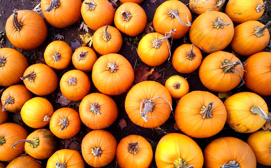 fill, frame photography, pumpkins, orange, harvest, farm, halloween, autumn, celebration, october