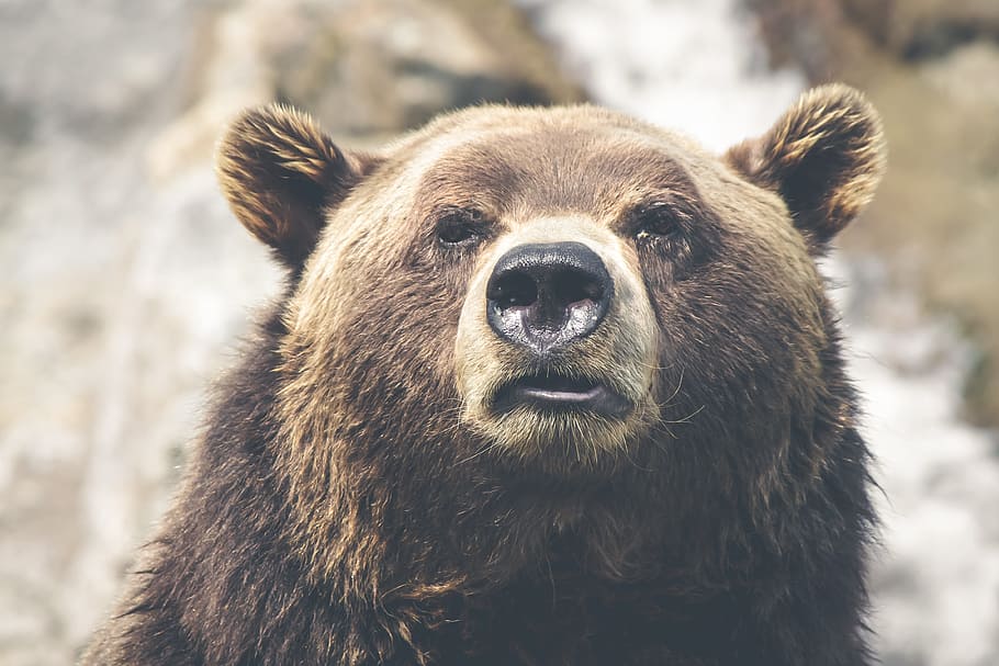 bear portrait photograph, brown bear, grizzly, canada, mammal, animal, brown, bear, wild, wildlife