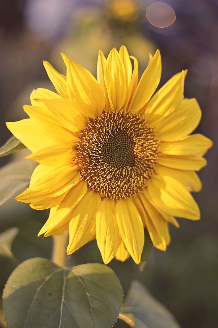 sunflower, flower, blossom, bloom, composites, helianthus annuus, autumn, bright, yellow, nature