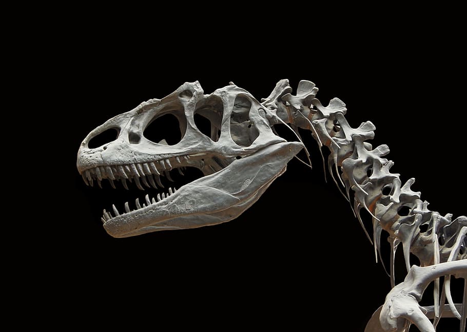 kerangka t-rex, dinosaurus, allosaurus, kerangka, tulang, zaman prasejarah, jura, tengkorak, karnosauria, allosauridae
