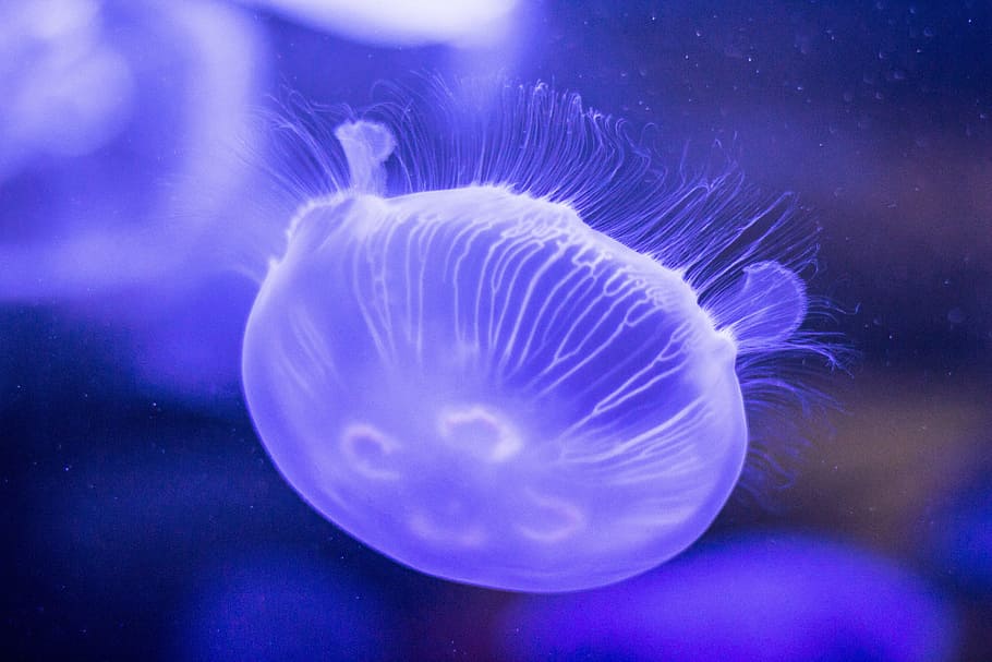 jellyfish, underwater, deep, sea, ocean, animal wildlife, animals in the wild, animal themes, water, animal