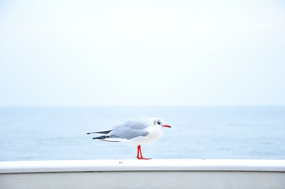 gray, white, bird, gull, standing, railing, daytime, sky, blue, water